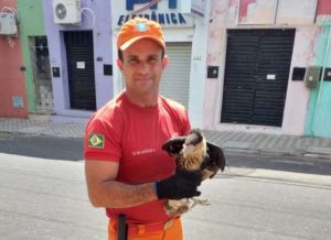 Corpo de Bombeiros  resgata carcará na cidade de Crateús
