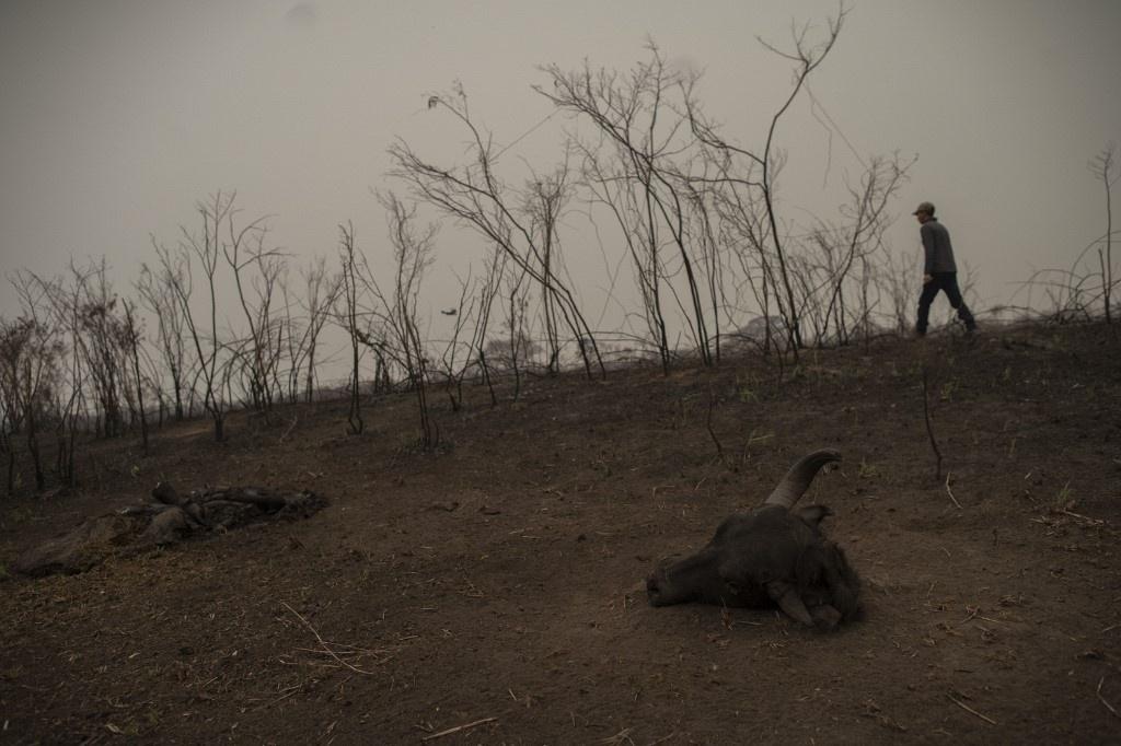 Fazendeiro perde 6.000 hectares no Pantanal, mas defende queimadas