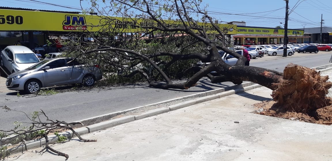Árvore de grande porte cai e atinge três carros que passavam pela Avenida José Bastos, em Fortaleza