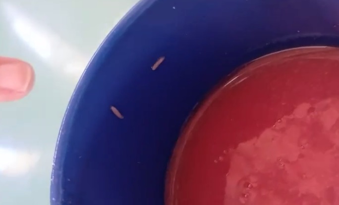 Descoberta de larvas e alimentos estragados na merenda escolar em Fortaleza choca estudantes
