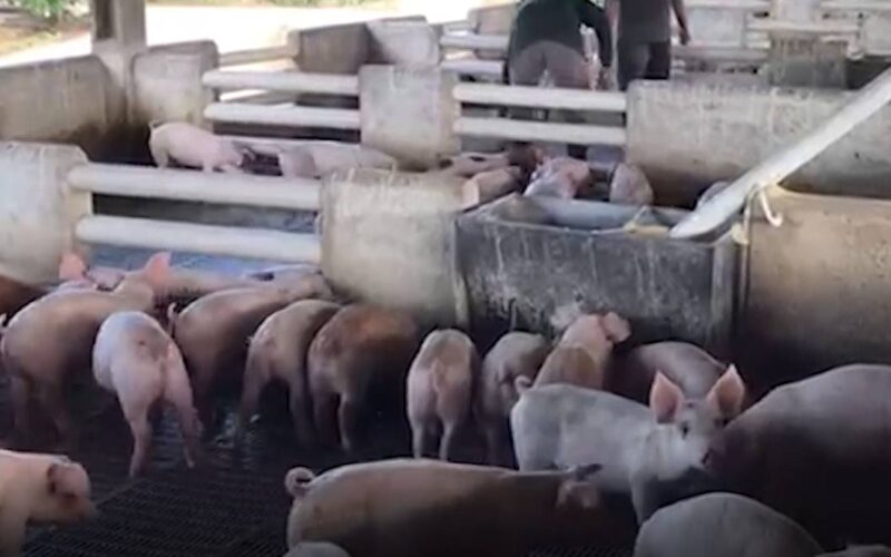 Expansão da suinocultura no Ceará impulsionada por avanços tecnológicos, novas estratégias e cortes inovadores.