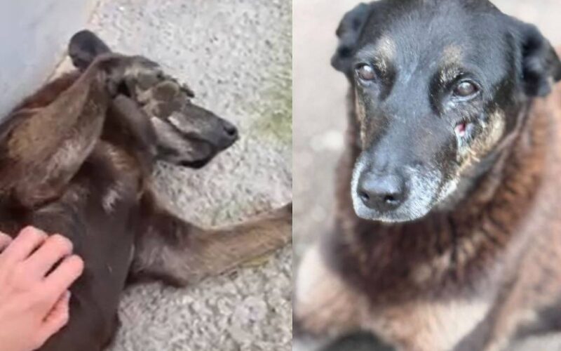 Capitais se mobilizam em protestos após trágica morte de cãozinho Orelha