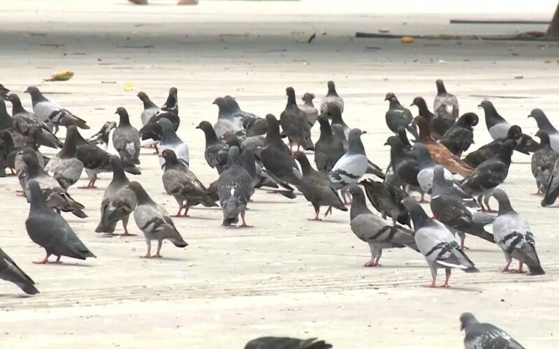 Pombos na rodoviária de Fortaleza são uma ameaça à saúde, alerta especialista em doenças infecciosas.