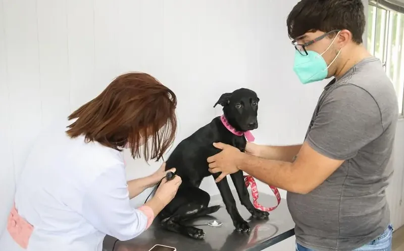Atendimento veterinário gratuito em Fortaleza com o VetMóvel até o final de março