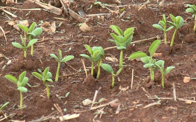 Produção de soja impulsiona crescimento econômico e promove avanço do agronegócio em Limoeiro do Norte