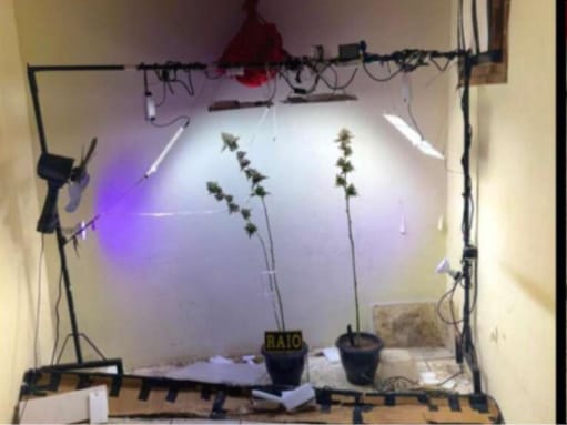 Suspeito é detido em residência com estufa para cultivo de entorpecentes em Fortaleza