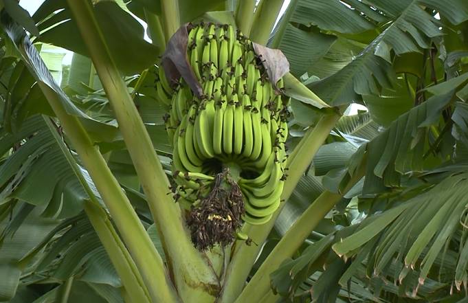 Limoeiro do Norte se destaca no Ceará com investimento na produção de banana e pitaya