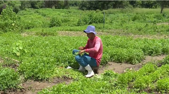 Cultivo de hortaliças impulsiona a agricultura familiar e proporciona sustento a lares em Quixeramobim