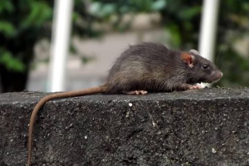 Hantavírus: O Alerta de Risco no Brasil Após Surto em Cruzeiro