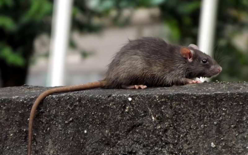 Hantavírus: O Alerta de Risco no Brasil Após Surto em Cruzeiro