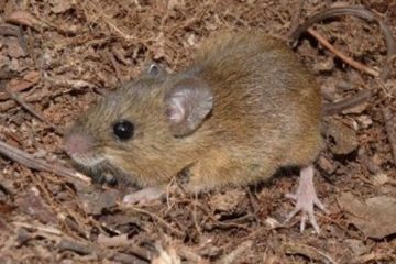 Cientistas alertam sobre os riscos da cepa Andes do hantavírus